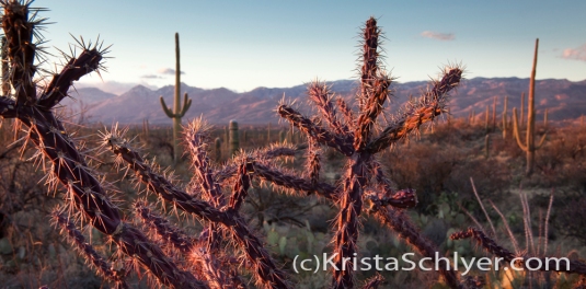 3 Sunset in the Sonoran Desert with cholla and saguaro cactus.